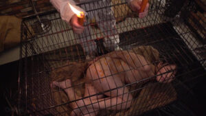 ゆうきすず 牝檻収監 肛交肉便器マゾ犬狩り ゆうきすず【シネマジック】